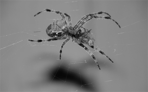瘦子健身增肌食谱